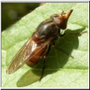 Rhingia campestris - Schnauzenschwebfliege w01.jpg